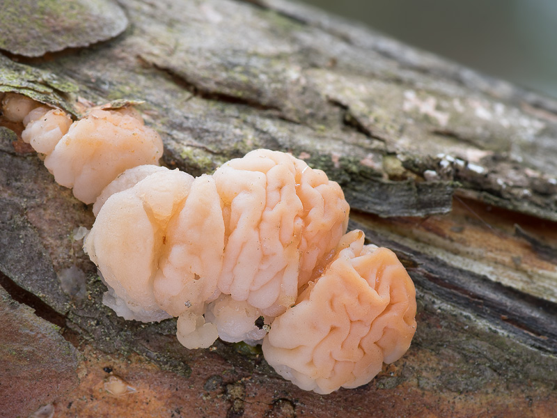 Tremella encephala